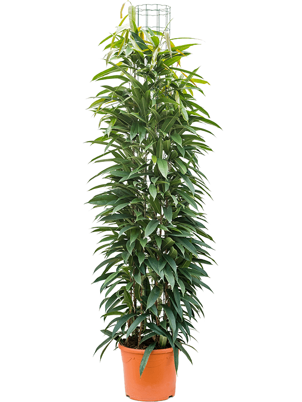 Planta naturala de interior Column 180 D60xH160cm Ficus binnendijkii 'Amstel King' PS31/26cm in pamant