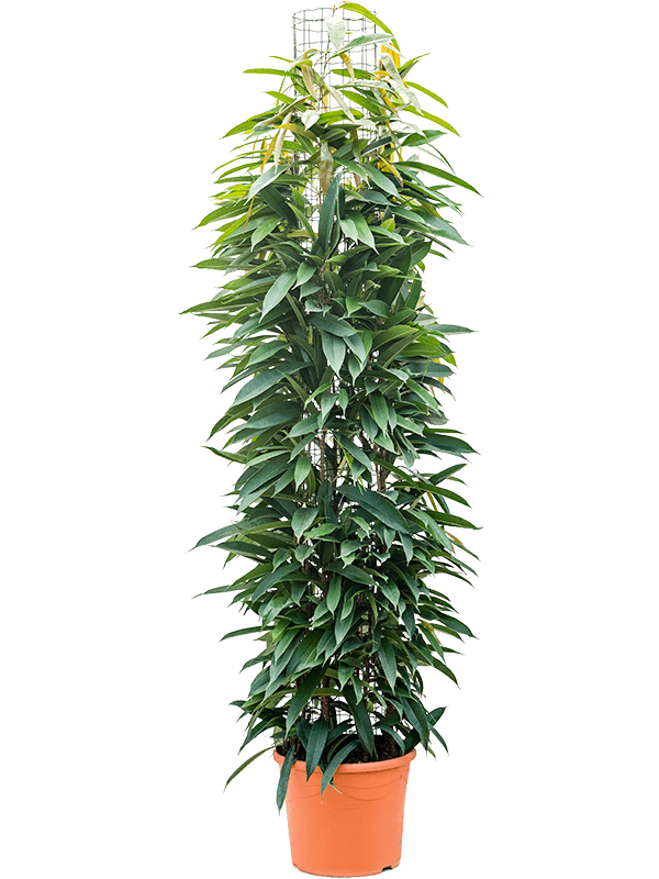 Planta naturala de interior Column 200 D45xH170cm Ficus binnendijkii 'Amstel King' PS35/28cm in pamant