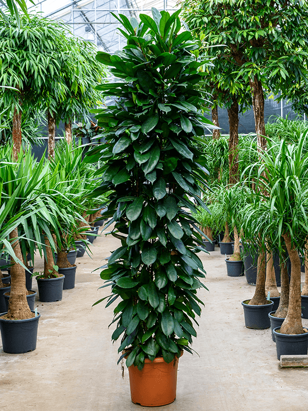 Planta naturala de interior Column 220 D60xH220cm Ficus cyathistipula PS40/32cm in pamant