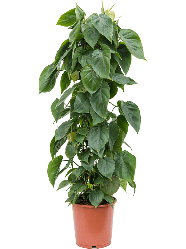 Planta naturala de interior Column D25xH110cm Philodendron scandens PS24/20cm in pamant