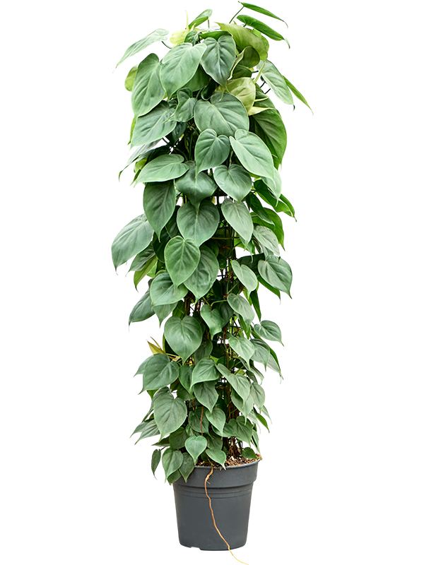 Planta naturala de interior Column D25xH120cm Philodendron scandens PS24/20cm in pamant