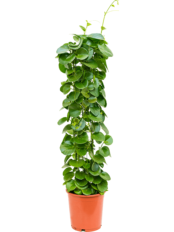 Planta naturala de interior Column D30xH120cm Cissus rotundifolia PS24/23cm in pamant