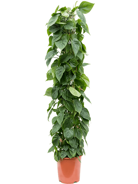 Planta naturala de interior Column D30xH160cm Philodendron scandens PS27/24cm in pamant