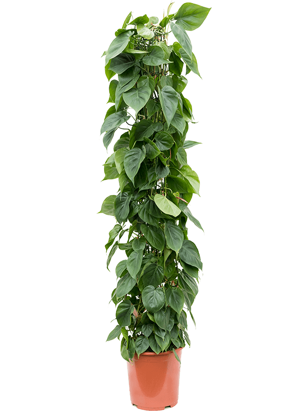 Planta naturala de interior Column D30xH160cm Philodendron scandens PS27/24cm in pamant