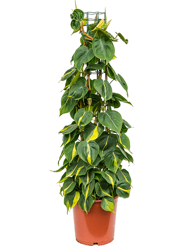 Planta naturala de interior Column D35xH110cm Philodendron scandens 'Brasil' PS24/23cm in pamant