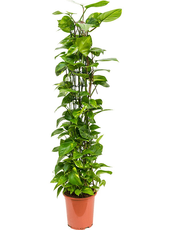 Planta naturala de interior Column D35xH150cm Scindapsus (Epipremnum) 'Aureum' PS27/26cm in pamant