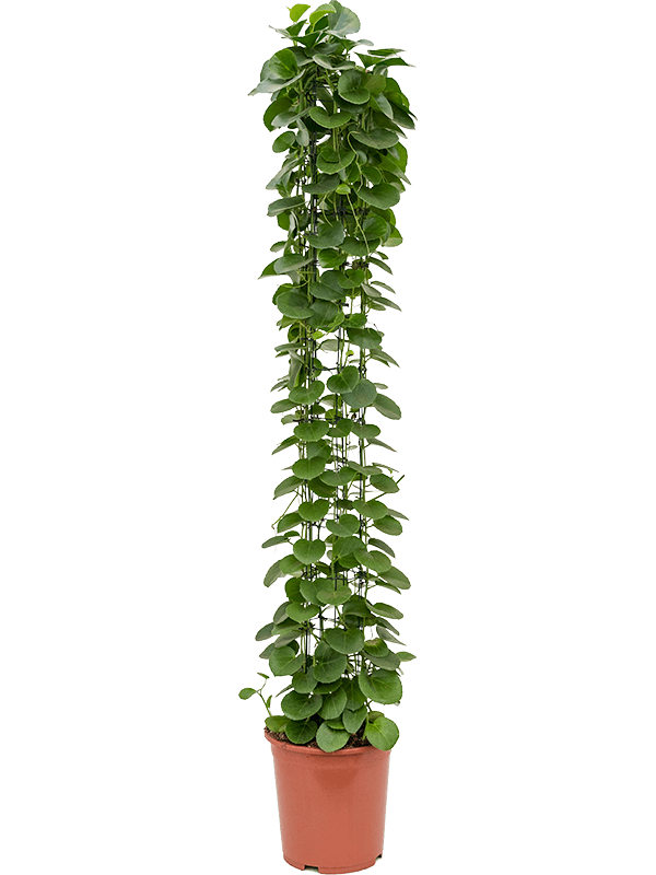 Planta naturala de interior Column D35xH165cm Cissus rotundifolia PS27/24cm in pamant