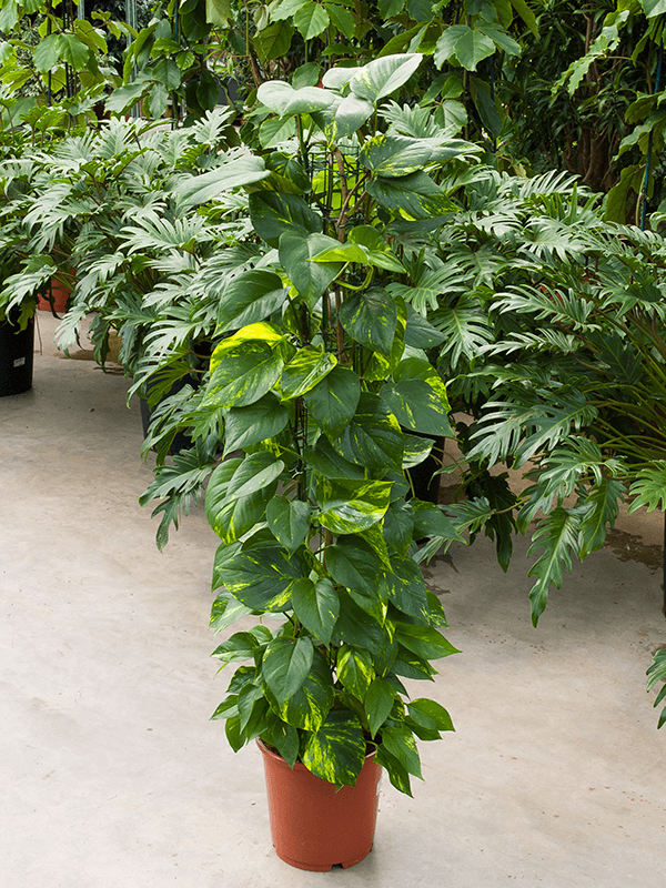 Planta naturala de interior Column D40xH110cm Scindapsus (Epipremnum) 'Aureum' PS24/22cm in pamant