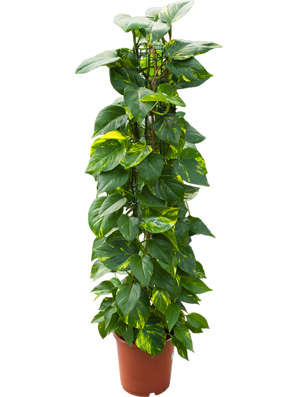 Planta naturala de interior Column D40xH110cm Scindapsus (Epipremnum) 'Aureum' PS24/22cm in pamant