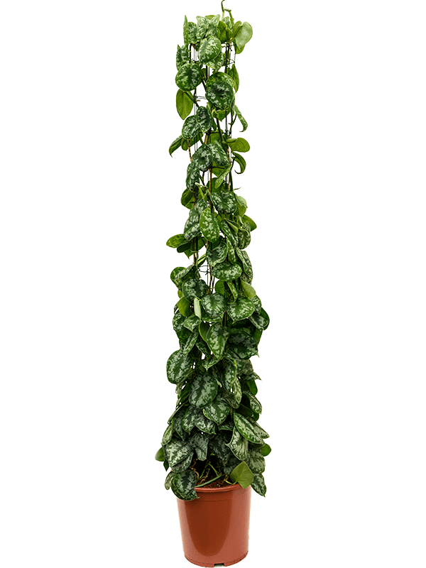 Planta naturala de interior Column D40xH160cm Scindapsus pictus 'Trebie' PS27/25cm in pamant