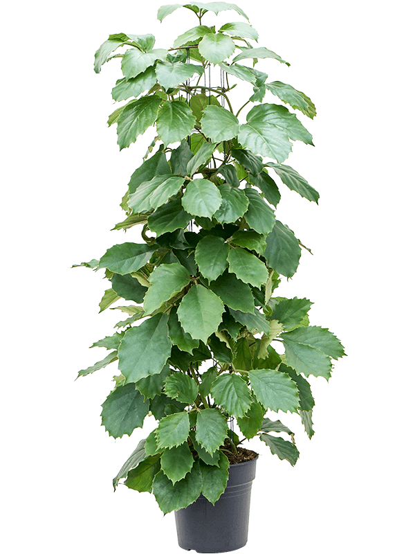 Planta naturala de interior Column D50xH120cm Tetrastigma voinierianum PS24/22cm in pamant