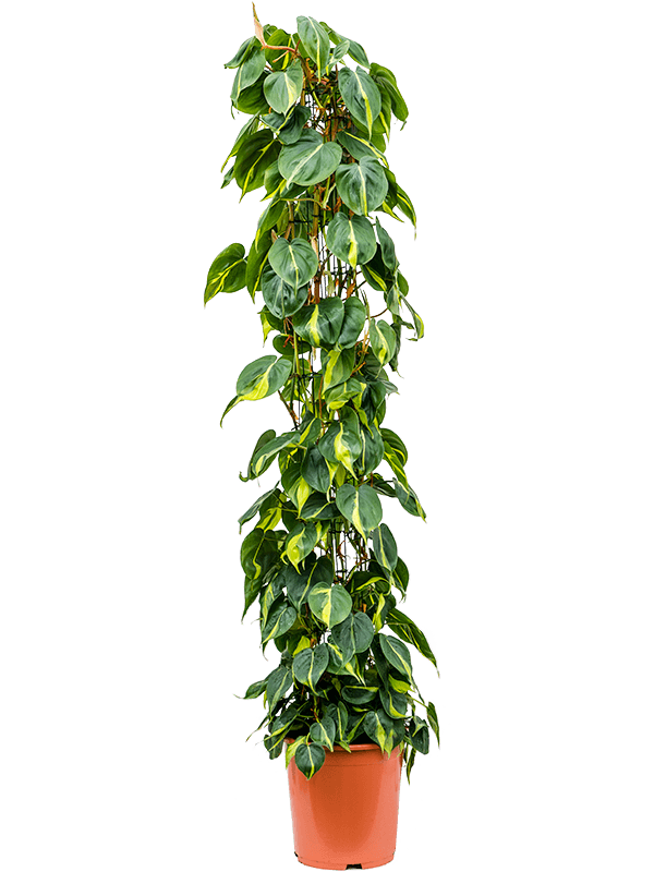 Planta naturala de interior Column D50xH150cm Philodendron scandens 'Brasil' PS27/26cm in pamant