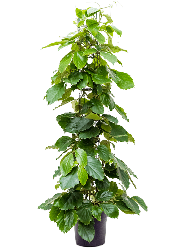 Planta naturala de interior Column D55xH150cm Tetrastigma voinierianum PS27/24cm in pamant