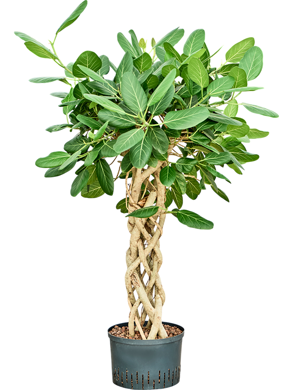 Planta naturala de interior Columnar D50xH135cm Ficus benghalensis 'Audrey' P28/19cm in hidrogranule