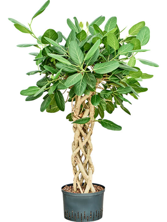 Planta naturala de interior Columnar D90xH135cm Ficus benghalensis 'Audrey' P28/19cm in hidrogranule