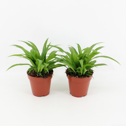 Planta naturala de interior curgatoare H25cm Chlorophytum comosum 'Lemon' PS12/10cm in pamant
