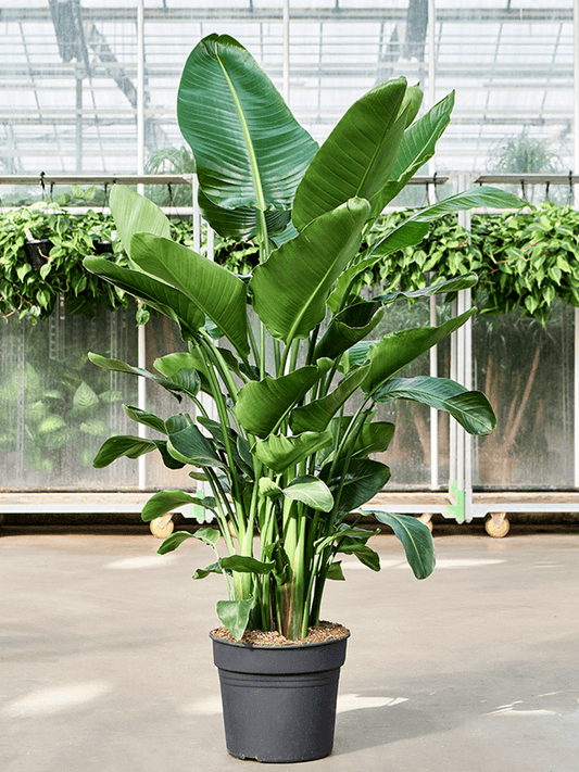 Planta naturala de interior D100xH170cm Strelitzia nicolai PS38/30cm in pamant