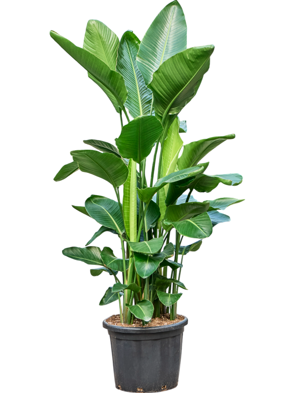 Planta naturala de interior D100xH200cm Strelitzia nicolai PS45/35cm in pamant