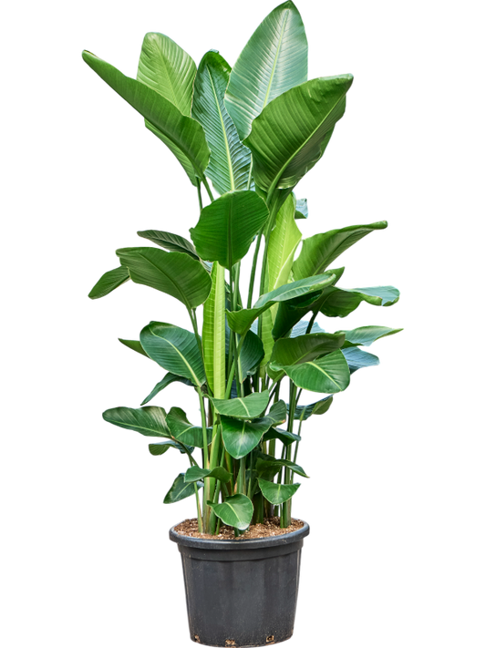 Planta naturala de interior D100xH200cm Strelitzia nicolai PS45/35cm in pamant