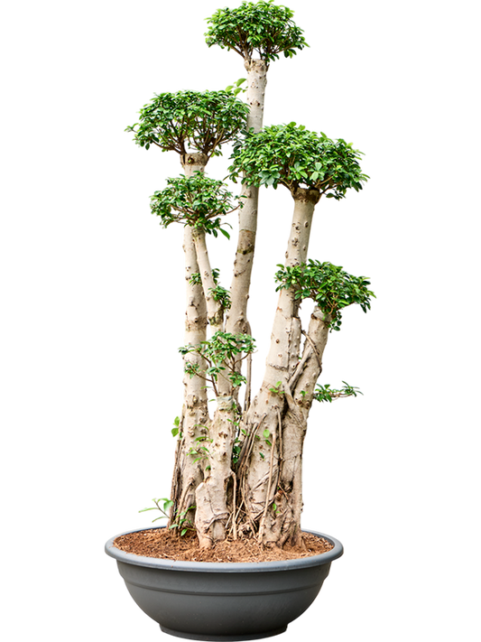 Planta naturala de interior D105xH220cm Ficus microcarpa 'Compacta' PS75/31cm in pamant