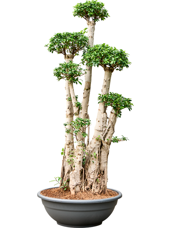 Planta naturala de interior D105xH220cm Ficus microcarpa 'Compacta' PS75/31cm in pamant