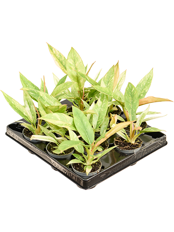 Planta naturala de interior D10xH10cm Philodendron 'Ring of Fire' PS6/5cm in pamant