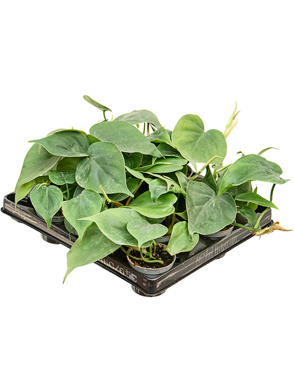 Planta naturala de interior D10xH12cm Philodendron scandens PS6/5cm in pamant