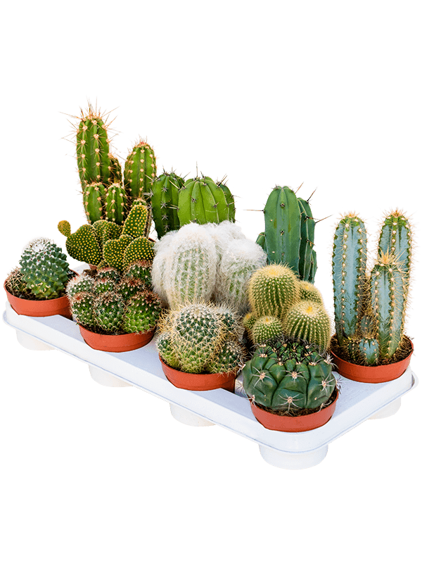 Planta naturala de interior D10xH25cm Cactus mix PS11/8cm in pamant