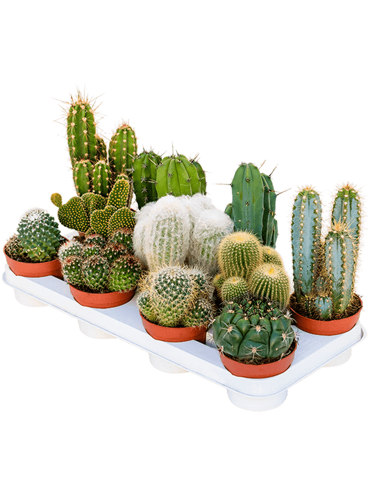 Planta naturala de interior D10xH25cm Cactus mix PS11/8cm in pamant