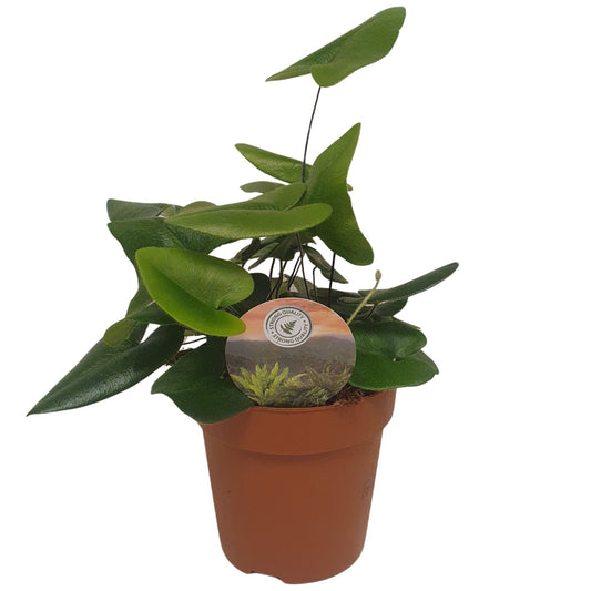 Planta naturala de interior D10xH25cm Hemionitis arifolia PS12/ in pamant