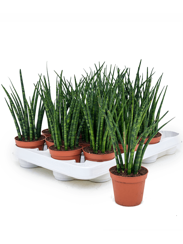Planta naturala de interior D10xH25cm Sansevieria cylindrica 'Fernwood Mikado' PS8/7cm in pamant