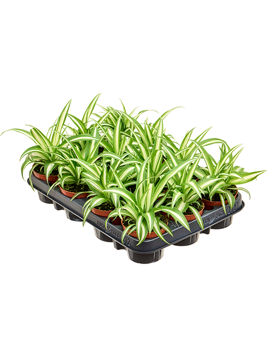 Planta naturala de interior D11xH17cm Chlorophytum comosum 'Variegatum' PS9/8cm in pamant