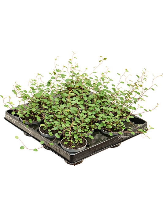Planta naturala de interior D12xH10cm Muehlenbeckia 'Complexa Mao'ri' PS6/5cm in pamant