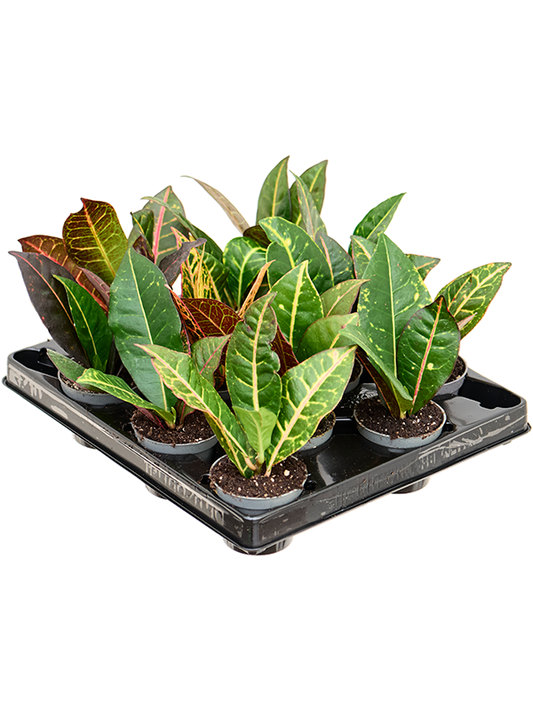Planta naturala de interior D12xH12cm Croton (Codiaeum) variegatum 'Petra' PS6/5cm in pamant