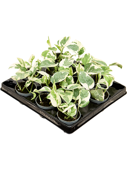 Planta naturala de interior D12xH12cm Scindapsus (Epipremnum) 'N'joy' PS6/5cm in pamant