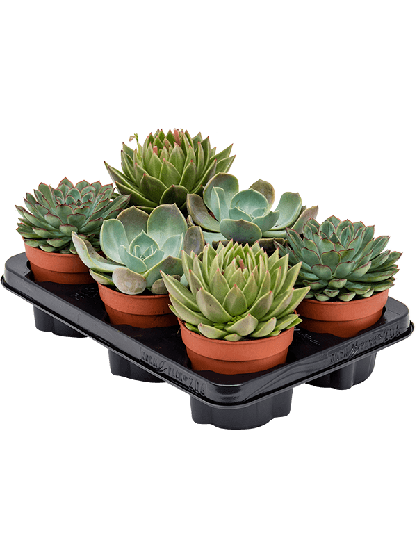 Planta naturala de interior D12xH15cm Echeveria mix PS12/11cm in pamant