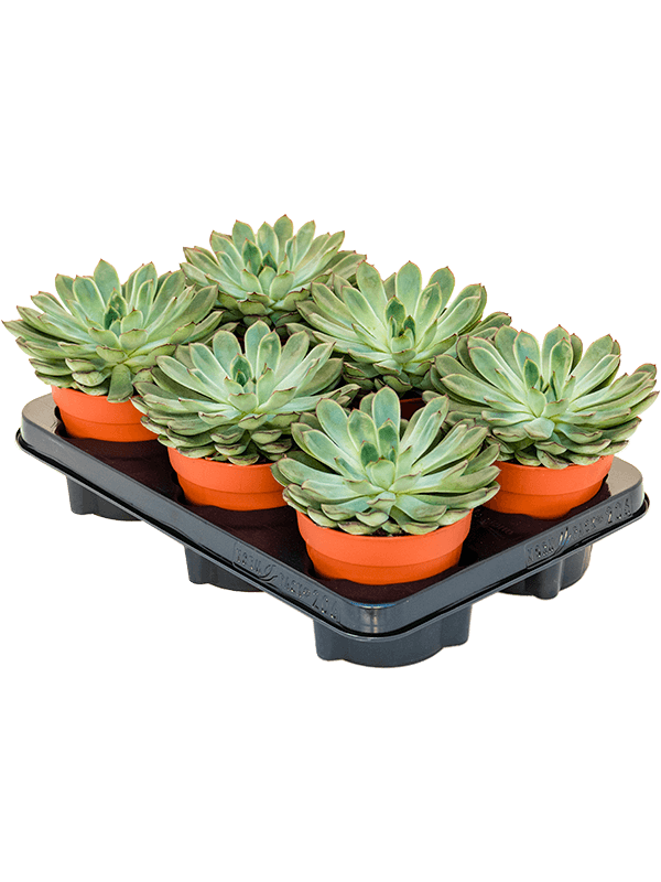 Planta naturala de interior D12xH15cm Echeveria pulidonis PS12/11cm in pamant