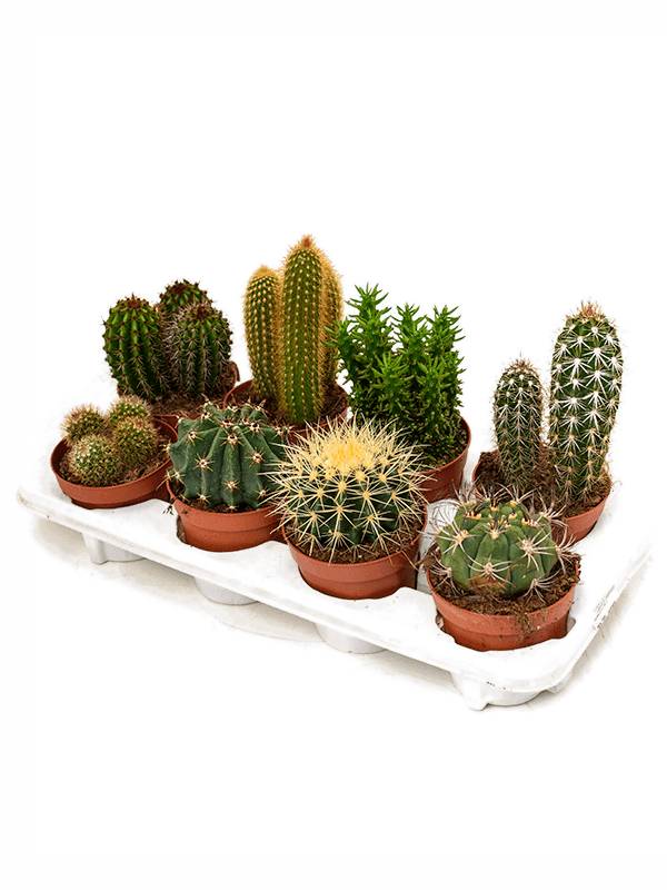 Planta naturala de interior D13xH25cm Cactus mix PS12/9cm in pamant