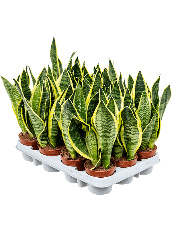 Planta naturala de interior D13xH25cm Sansevieria trifasciata 'Futura Superba' PS9/8cm in pamant