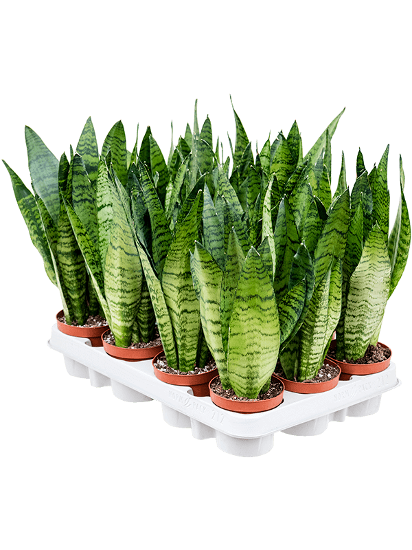 Planta naturala de interior D13xH30cm Sansevieria zeylanica PS9/8cm in pamant