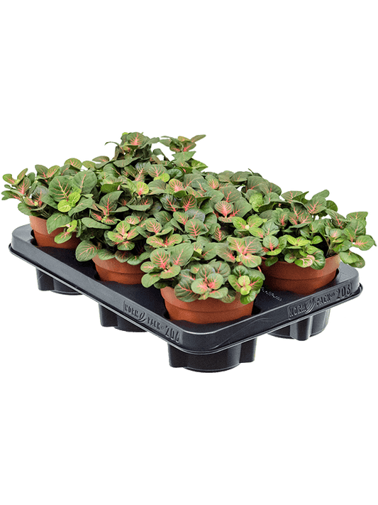 Planta naturala de interior D14xH18cm Fittonia 'Bubble Red' PS12/10cm in pamant