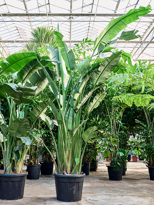 Planta naturala de interior D150xH325cm Strelitzia nicolai PS60/45cm in pamant