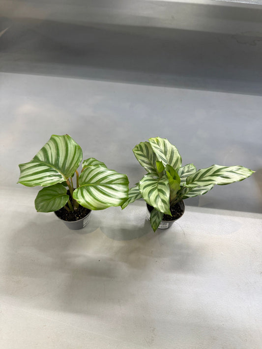 Planta naturala de interior D15xH15cm Calathea mix PS7/6cm in pamant