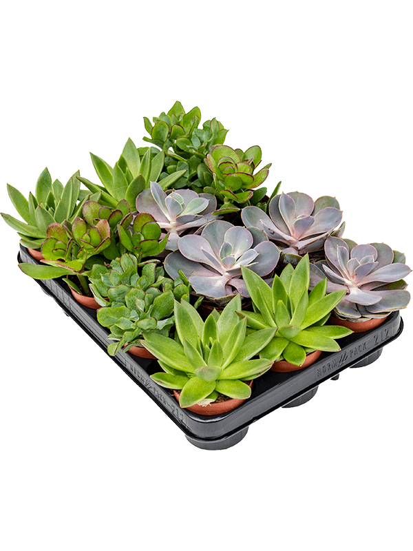 Planta naturala de interior D15xH15cm Succulenten mix PS9/8cm in pamant