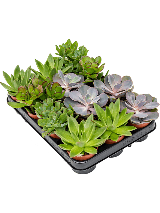 Planta naturala de interior D15xH15cm Succulenten mix PS9/8cm in pamant