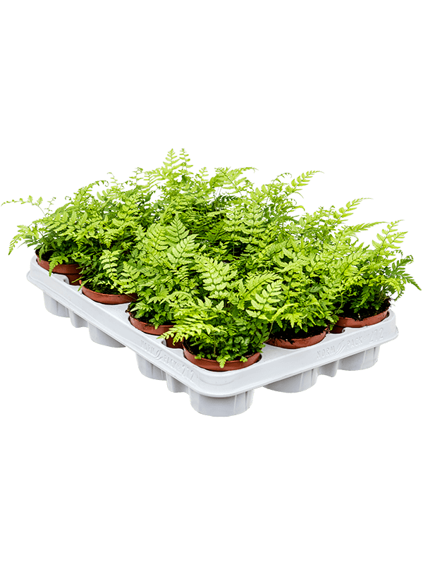 Planta naturala de interior D15xH20cm Athyrium spicatum PS9/7cm in pamant