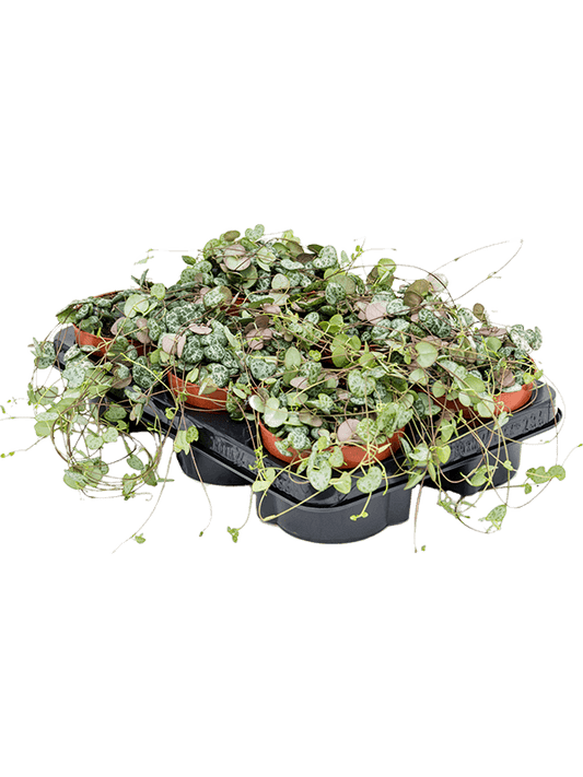 Planta naturala de interior D15xH20cm Ceropegia woodii PS12/10cm in pamant