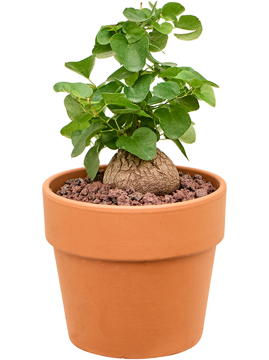 Planta naturala de interior - D15xH20cm Dioscorea elephantipes PS15/13cm in pamant