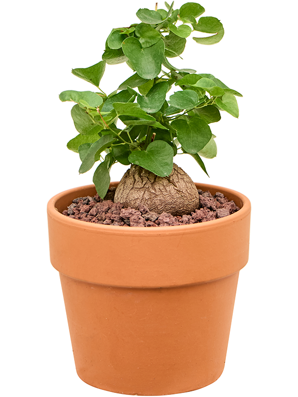 Planta naturala de interior - D15xH20cm Dioscorea elephantipes PS15/13cm in pamant