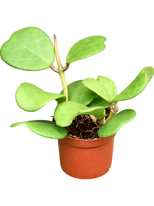 Planta naturala de interior D15xH20cm Hoya kerrii () PS9/8cm in pamant